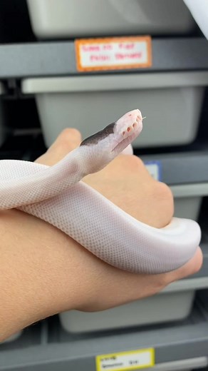 Toph the Eyeless Ball Python #tophthesnake #blind #ballpython #reptiles #snakes #cutie #toocute #beautiful