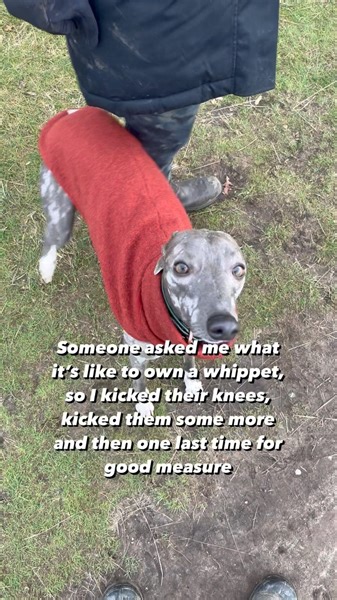 Ringo on Instagram: "Whippet ownership 101…It’s as if this audio was made specifically for Ringo’s knee-bashing moments- he’s doing it perfectly in time with the music don’t you think? #sighthoundsofinstagram #whippetlife #dogmomlife #itsadogslife #funnydogsofinstagram"