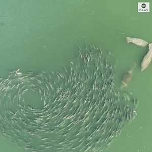 Curious manatees investigate a school of circling jackfish off the coast of Florida. https://abcn.ws/2TfBYUx | ABC News