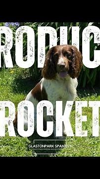Introducing Rocket - Glastonpark Piper - English Working Springer Spaniel