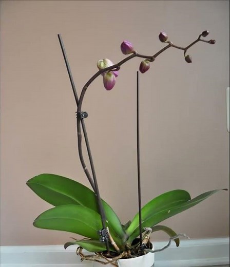Time-Lapse video of Orchid in Bloom