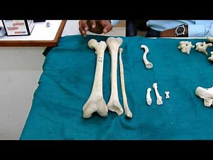 Classification of Bone According To Their Shape