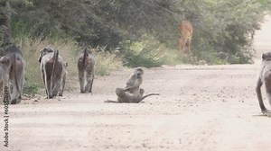 Baby chacma cape baboons playfully fight until adult baboon breaks off the fight. Family of baboons continue marching