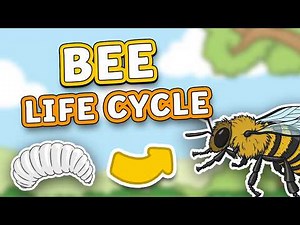 Bee Life Cycle Explained | Life Cycle of Bees | Science for Kids!