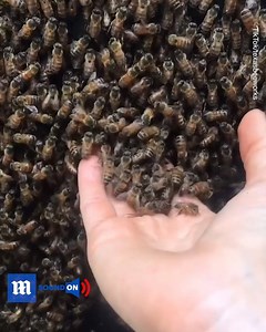 This woman is rescuing bees with her bare hands! 😱🐝 | Daily Mail Video