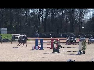 Cheval à vendre - Très belle jument CSO 140 - Vidéo 2 - equirodi.com