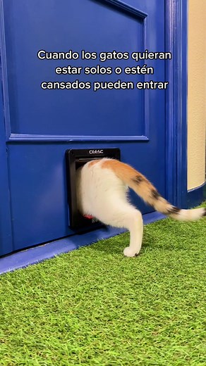 Descubre el secreto en Catfé: ¡la puerta de los gatos!
