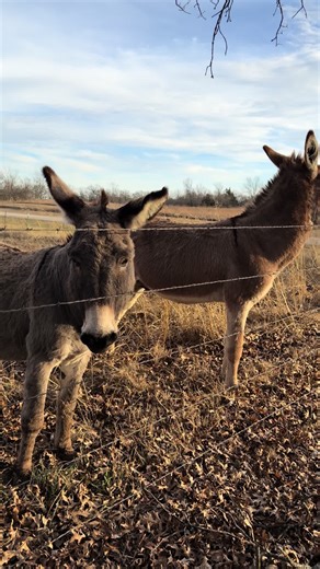 Meet my new neighbors. 😍 is this a donkey page now?