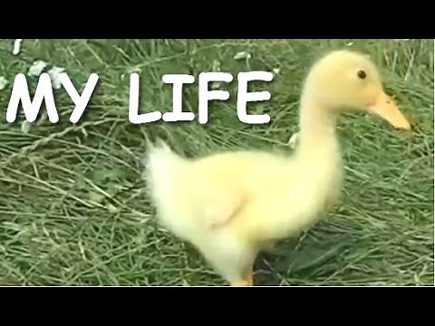 Funny Videos From A Duck's Life - Funny Ducks Compilation 2014
