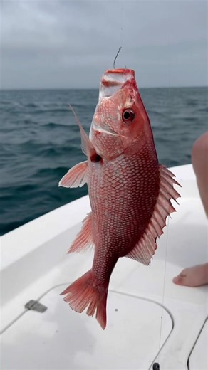 Catching Red snapper