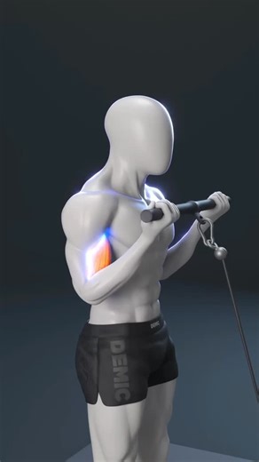 The body architect Roshan on Instagram: "Maximize Your BICEPS: 3 Cable Curl Grips for Massive Arms (Target Every Muscle!) 💪 #Biceps #GymTips #Workout #Fitness Want bigger, more defined arms? It’s all in the grip! 🎥 In this video, we break down how changing your hand position on cable curls shifts the muscle activation to different parts of your arms. What you’ll learn: • Underhand Grip: Focuses on the Biceps Brachii (the peak). • Overhand Grip: Targets the Brachialis and Brachioradialis (forea