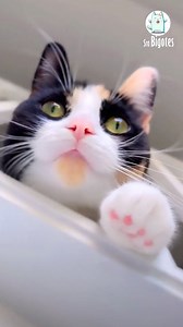 Conoce a los gatos calicó, los felinos con un toque de genética sorprendente, folklore japonés y patrones únicos como huellas dactilares. 🐱💚 | Sra Bigotes