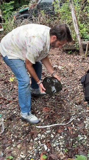 6.2K views · 834 reactions | A large old adult male yellow-headed...