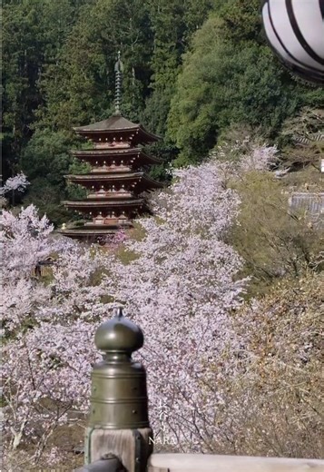 長谷寺の美しい桜と歴史