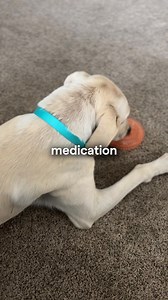 7.9K views | AirTags use Bluetooth. Tractive uses real GPS. That’s the difference between lost and found.  Global GPS coverage  Live tracking from any device  Escape alerts instantly  Activity and health insights Bluetooth is for bags. GPS is for dogs. | Tractive | Facebook