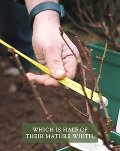 How far apart should you plant your roses