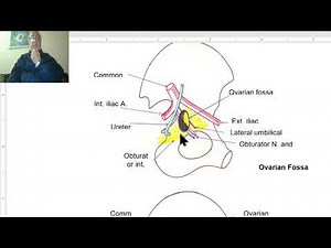 Anatomy of female genital system in Arabic 2023 ( Ovary), by Dr.Wahdan