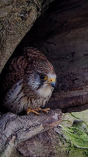 77K views · 4.1K reactions | When a jackdaw tries to take a kestrel nest 礪調 #kestrel #kestrels #birdfight #birdsofpreyuk #birdlivestreams #robertfullerwildlife | Robert E Fuller | Facebook