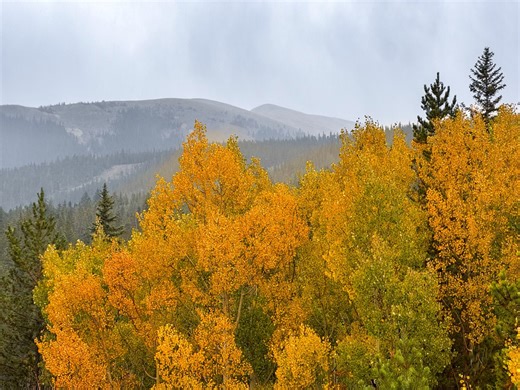 Colorado places, trails to see fall leaves at peak colors Sept. 21-27