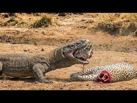 Albino Leopard vs Komodo dragon || Unbelievable Battle for survival!