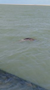 Hello ! Baie d'Authie Berck-plage 🌊 #baladesetdecouvertes | Côte d'Opale Balades et découvertes