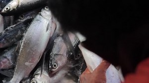 Sorting Fishes Fish Farm Milkfish Industry Stock Footage Video (100% Royalty-free) 18159505 | Shutterstock