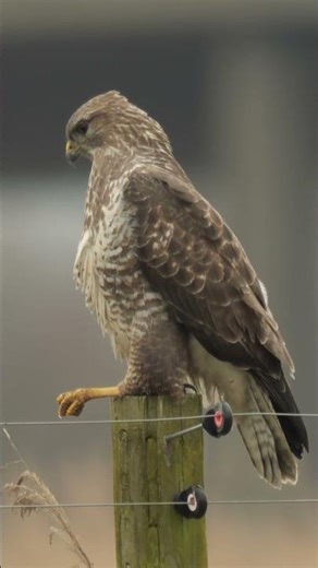 Common Buzzard #birds #ukwildlife #wildlife