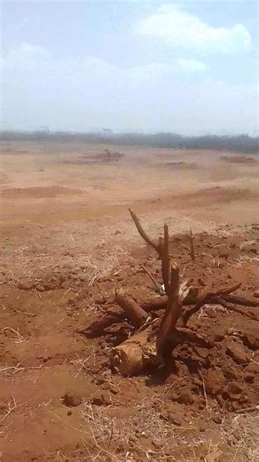 3.4K views · 35 reactions | UPCOMING FEEDLOT FACILITY contact us for consultancy, design and construction of beef feedlot facilities Tel +254 768 303451, +254 724512194 | African Farm Resource Centre | Facebook