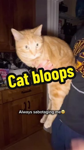 Cat bloops🤪 . . . #cat #bloopers #behindthesences #catvideo #funny | Cat Videos
