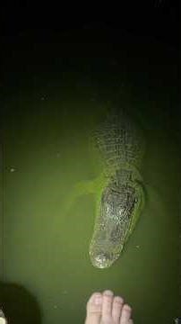 Still looking for that 20 footer! #wildlife#snake#pythons#animals#nature#shorts#funny#crazy#cute