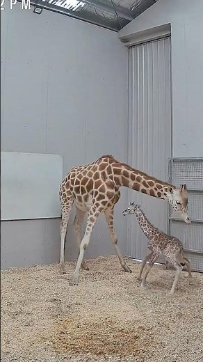 Tambi is a big brother! 🦒 Melbourne Zoo is thrilled to announce the birth of a male giraffe calf!