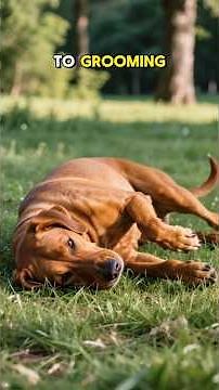VIZSLAS Explained by AI ✨ for BEGINNERS! Top DOGS 101 Training Tips & Facts #grooming #bark #hunting