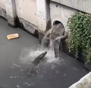 2.1M views · 11K reactions | 年 Un día cualquiera en países como...