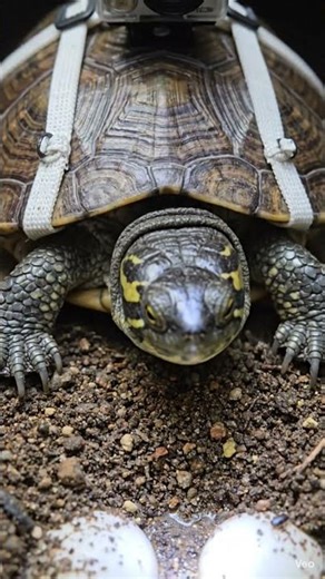POV Turtle Camera: Inside a Secret Underground Nest | Real Micro Research Footage