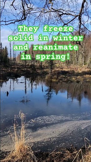 Wood Frog Mating Call #alaskalife #wildlife #anchorage
