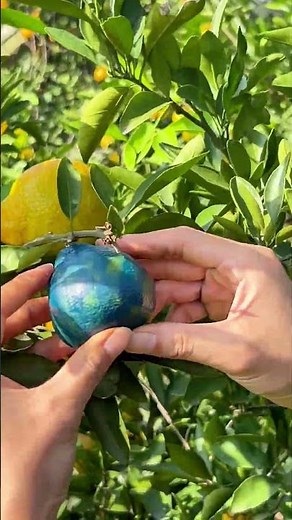 How sweet can homegrown oranges get? This harvest is so refreshing! 🍊