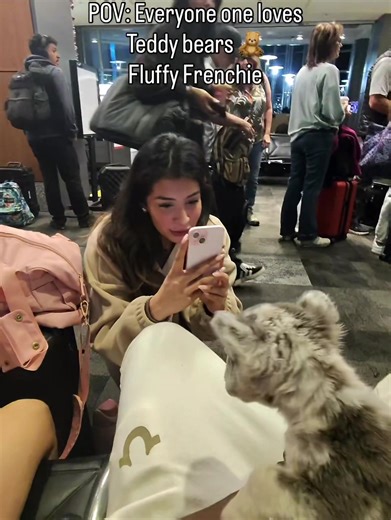 Fluffy Frenchie: Adorable French Bulldog Moments