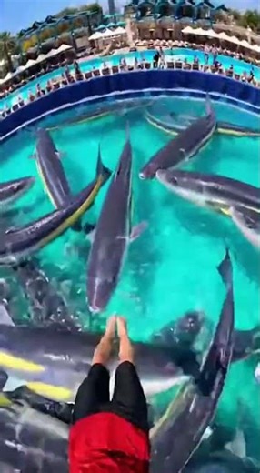 Waterslide into pool full of giant fish #funny #memes