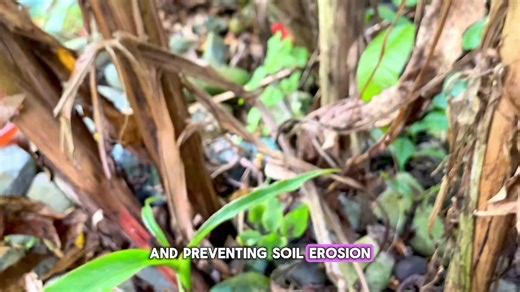 Team SCORPIONIDAE proudly presents their inspiring vlog about Red Banana (Musa acuminata) — It is a triploid cultivar of the wild banana with a reddish or purplish skin when ripe, and its flesh is typically cream-colored, though sometimes with a pink or orange hue. 🍃💚 Support their creativity and dedication by hitting 👍 LIKE or ❤️ HEART on their video! Only Likes and Hearts are counted for the Viewer’s Choice Award, so show your love and help Team Scorpionidae shine! 🌟 #BioDays2025 #ViewersC