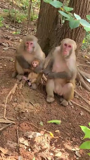 Hilarious Monkey Reactions That Will Crack You Up!