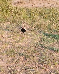 The red-crested korhaan or red-crested bustard (Lophotis ruficrista)...