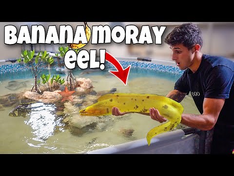 Transferring The RAREST EEL into My Saltwater POND + More!!