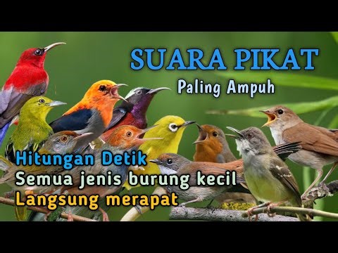SUARA PIKAT SEMUA JENIS BURUNG KECIL PALING AMPUH 2026
