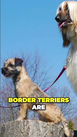 Border Terrier - Superb Hunting Dog Breed