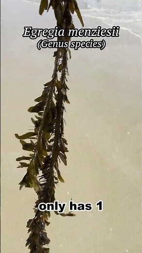 Feather Boa Kelp Brown #algae