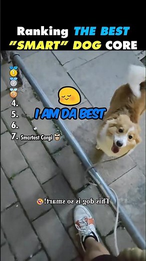 Ranking The Best “Smart” Dog Core