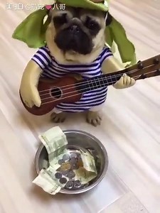 1.5K views · 27 reactions | Cuteness Overloaded!!! Dog The PuG | World of Science | Facebook