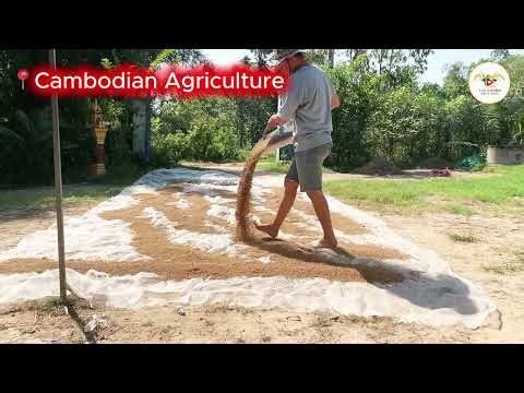 Cambodian farmers drying rice #farmers #familychannel #familyvlog