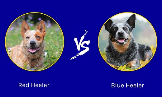 Red Heeler vs. Blue Heeler: What Is The Difference?