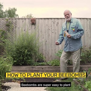Wondering how Beebombs work? Let Martin & Lily show you how! 🙌 🧑‍🌾 Scatter them on cleared ground 🌱 The clay protects them until they're ready to germinate ☀️💧 Give them plenty of sun, water & patience 🌻 Some will appear in year 1 and some in year 2 Get your Beebombs now -> https://www.beebombs.com/ | Beebombs